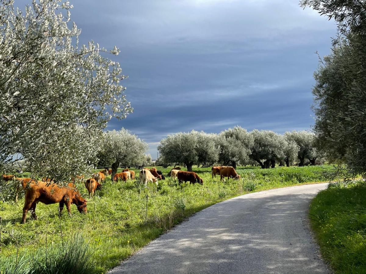 Il Vecchio Frantoio Villa Augusta Exterior foto